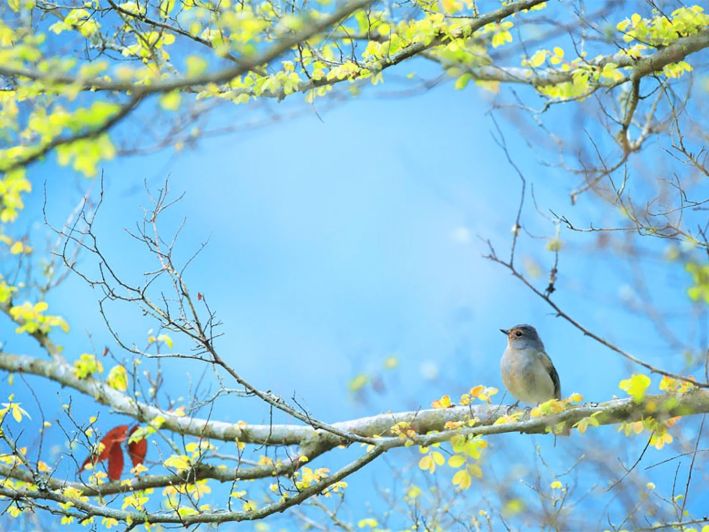 Картинки с добрым утром весенние апрельские. Весенняя природа. Весенние птички.