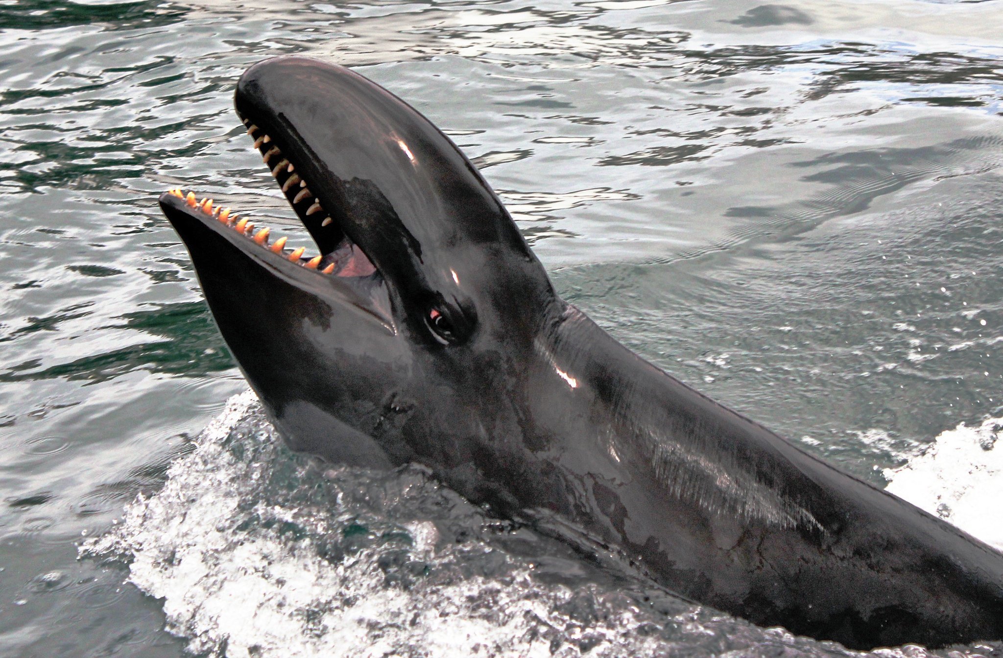 Черный дельфин гринда - 75 фото