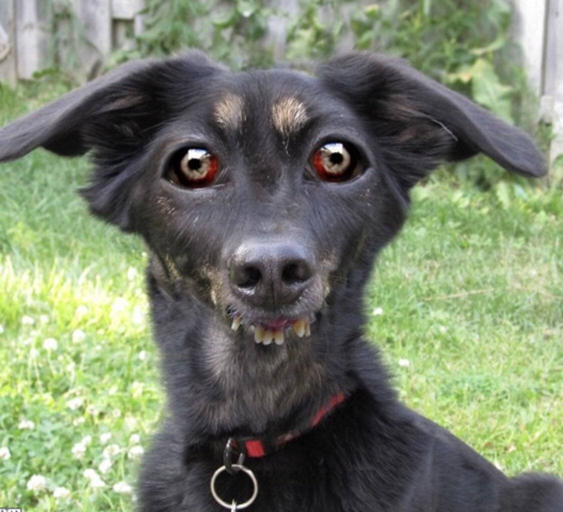 Смесь хаски и дворняжки