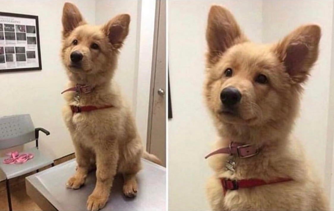 Помесь золотистого ретривера и овчарки