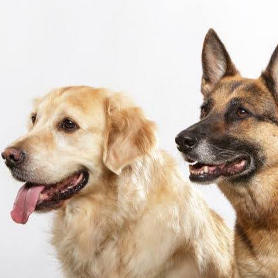 Золотистый ретривер и овчарка