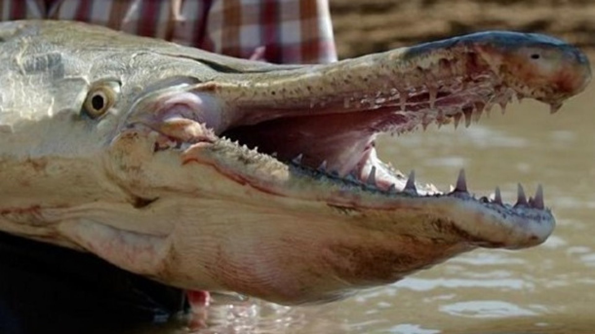 Крокодил самый опасный речной. Панцирная щука (рыба-Аллигатор). Панцирная щука Аллигатор. Рыба Аллигатор Сарган. Гар Аллигатор (панцирная щука).