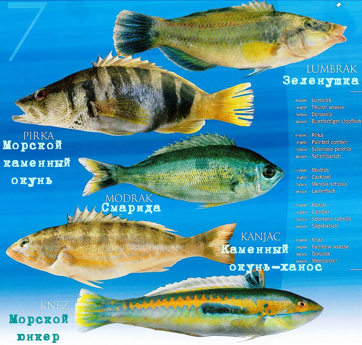 Рыбы Адриатики