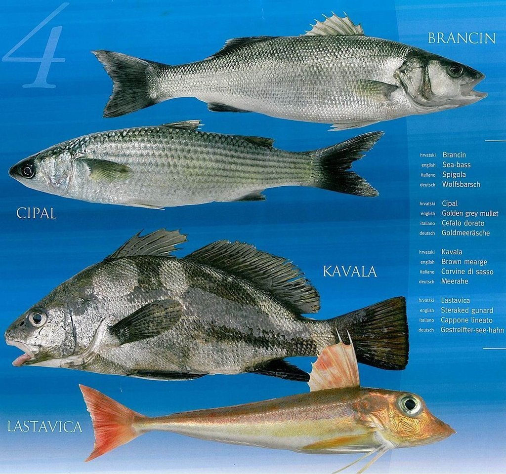 МАРМИР Черноморский