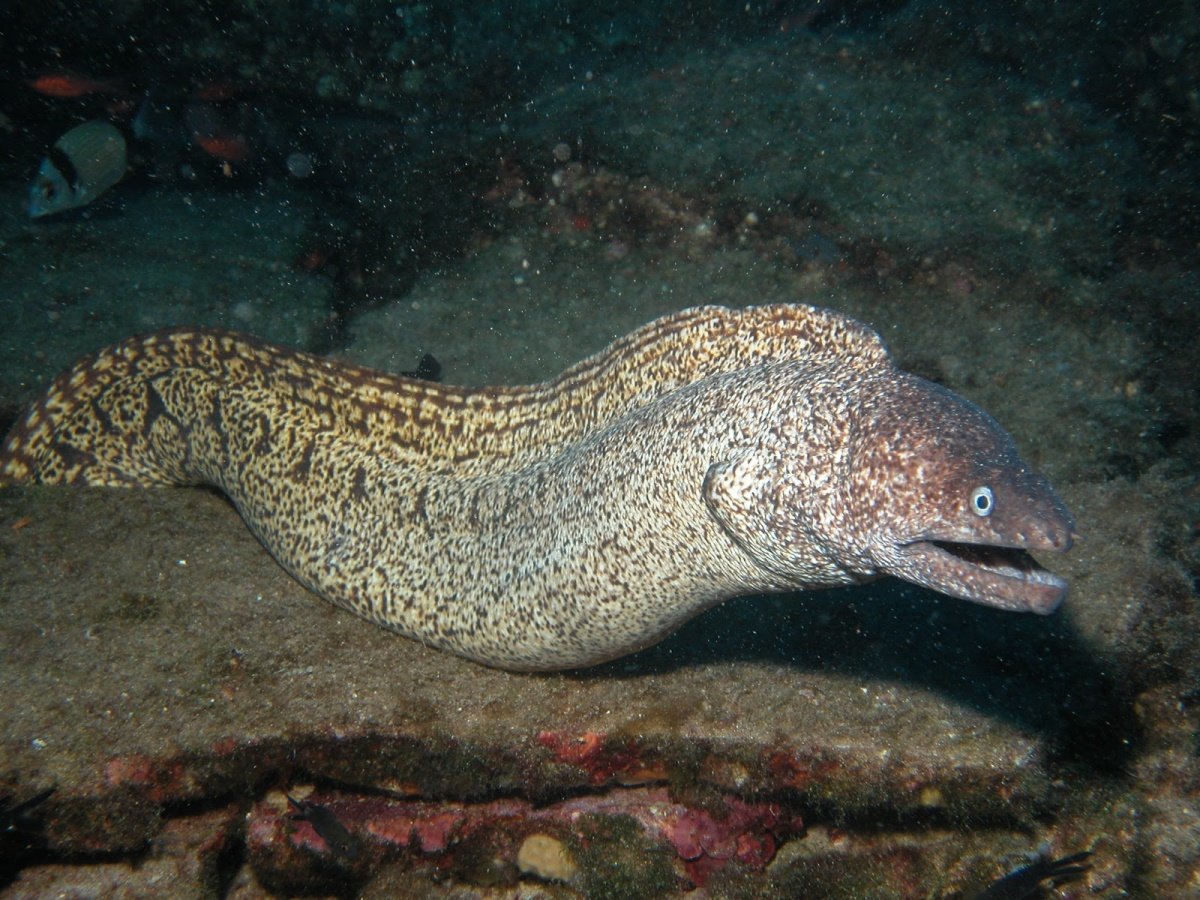 Рыба дорадо окунь морской