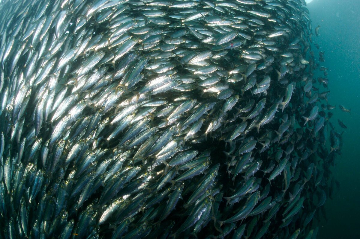 Рыба каторжник Овцеголов