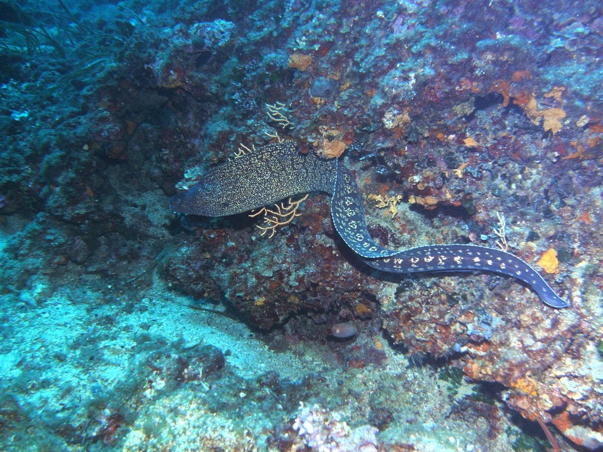 Некрупная морская рыба названия