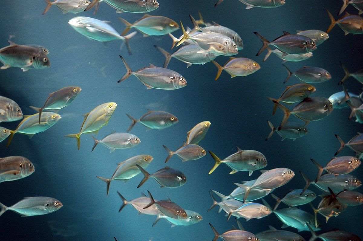 Рыба хирург Египет Шарм-Эль-Шейх