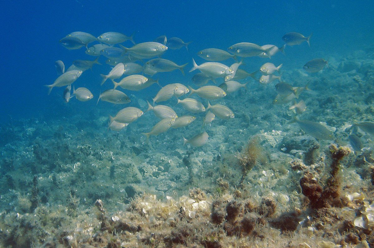 Адриатическое море обитатели