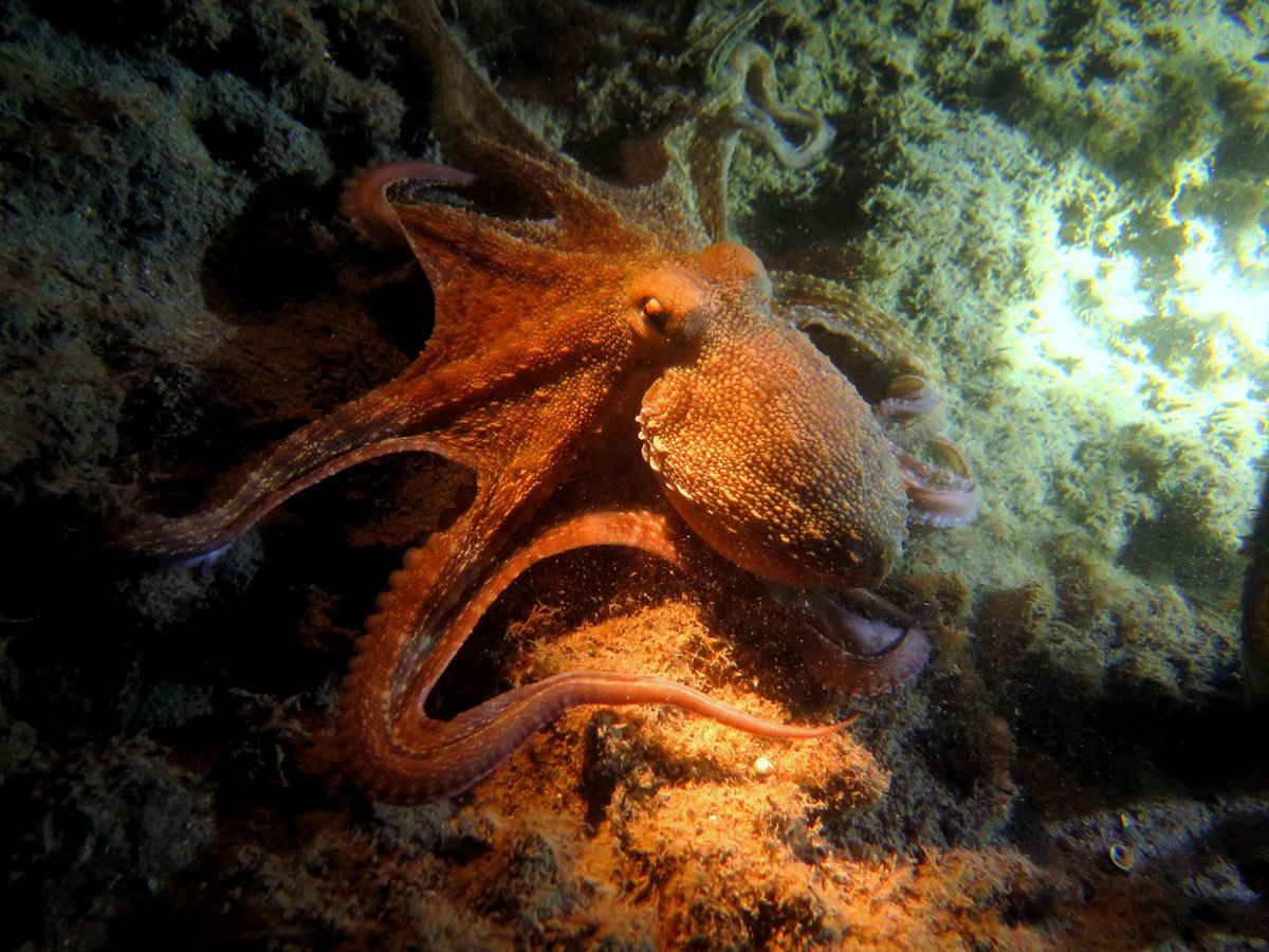 Адриатическое море обитатели