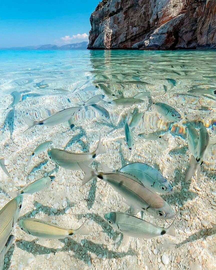 Пагр/Зубан рыба