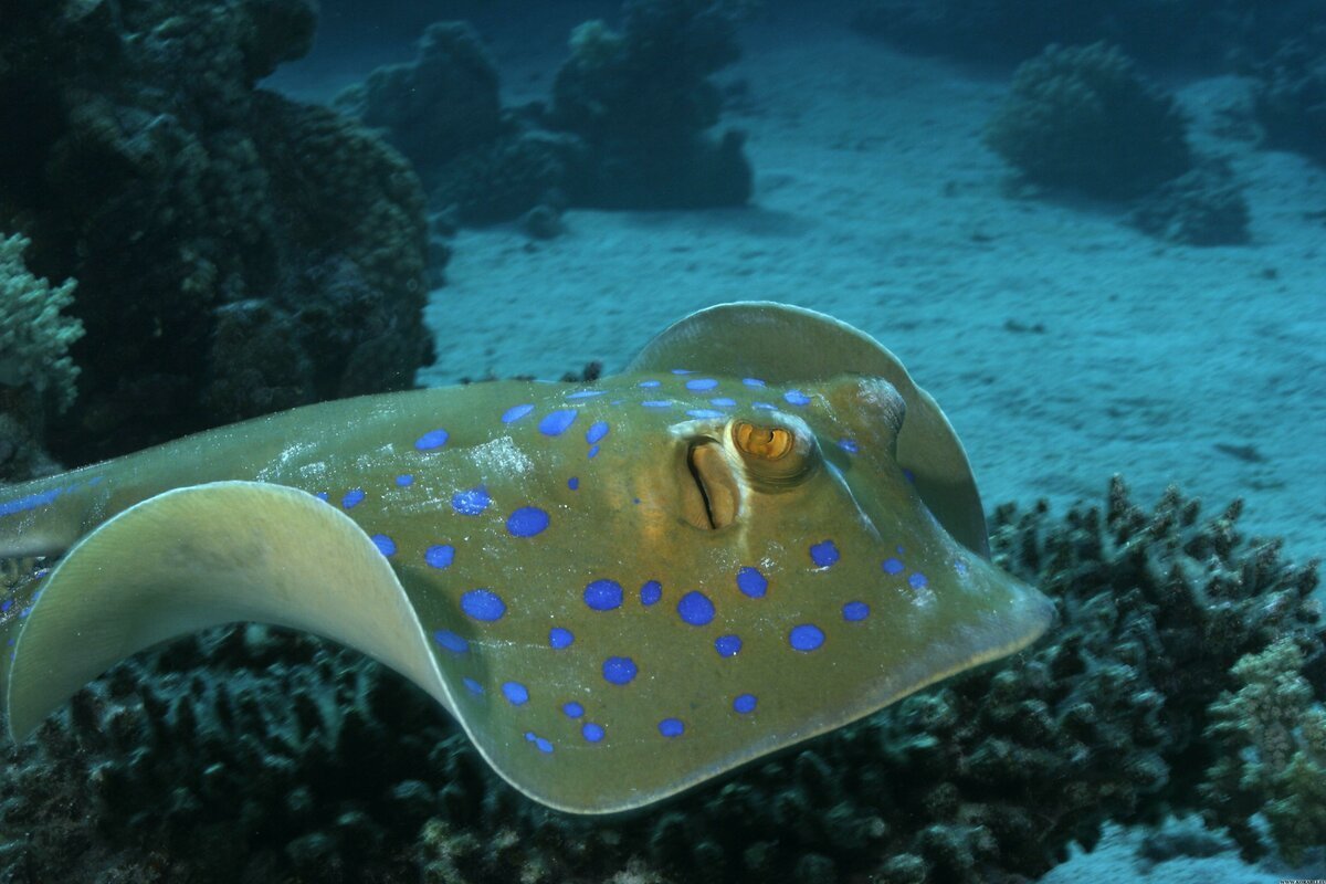 Морская змея мурена