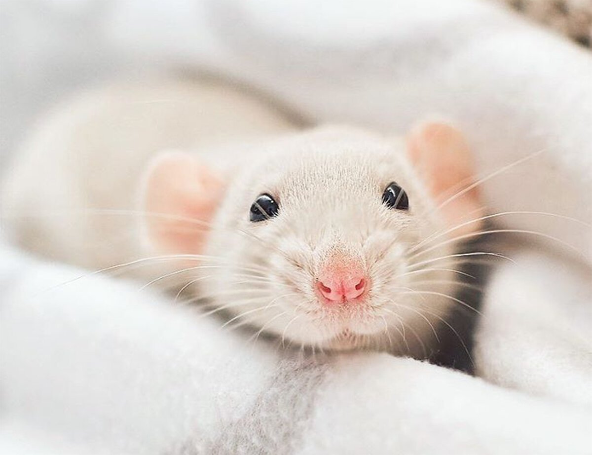 Крыса Дикая