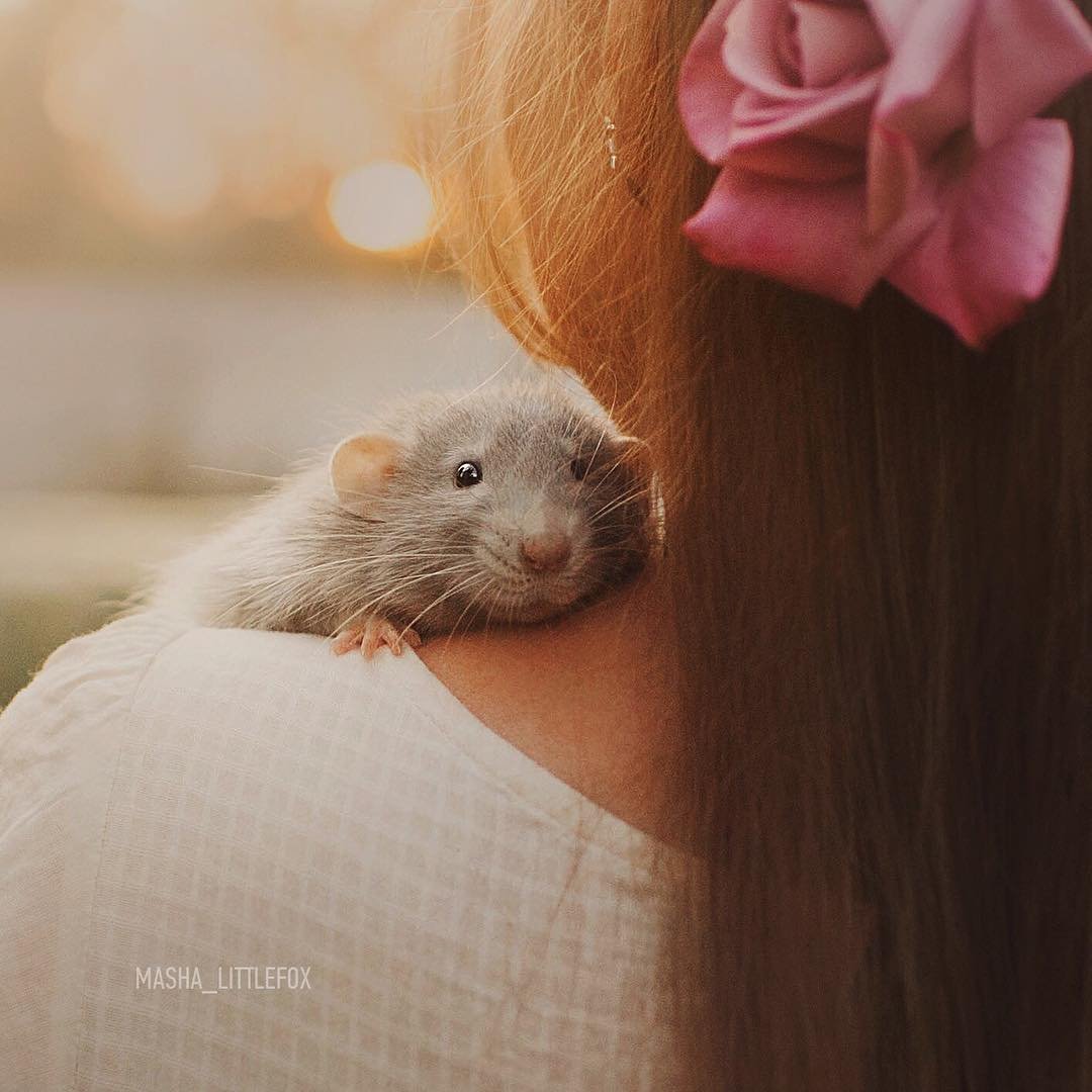 Сатиновая крыса бесхвостые