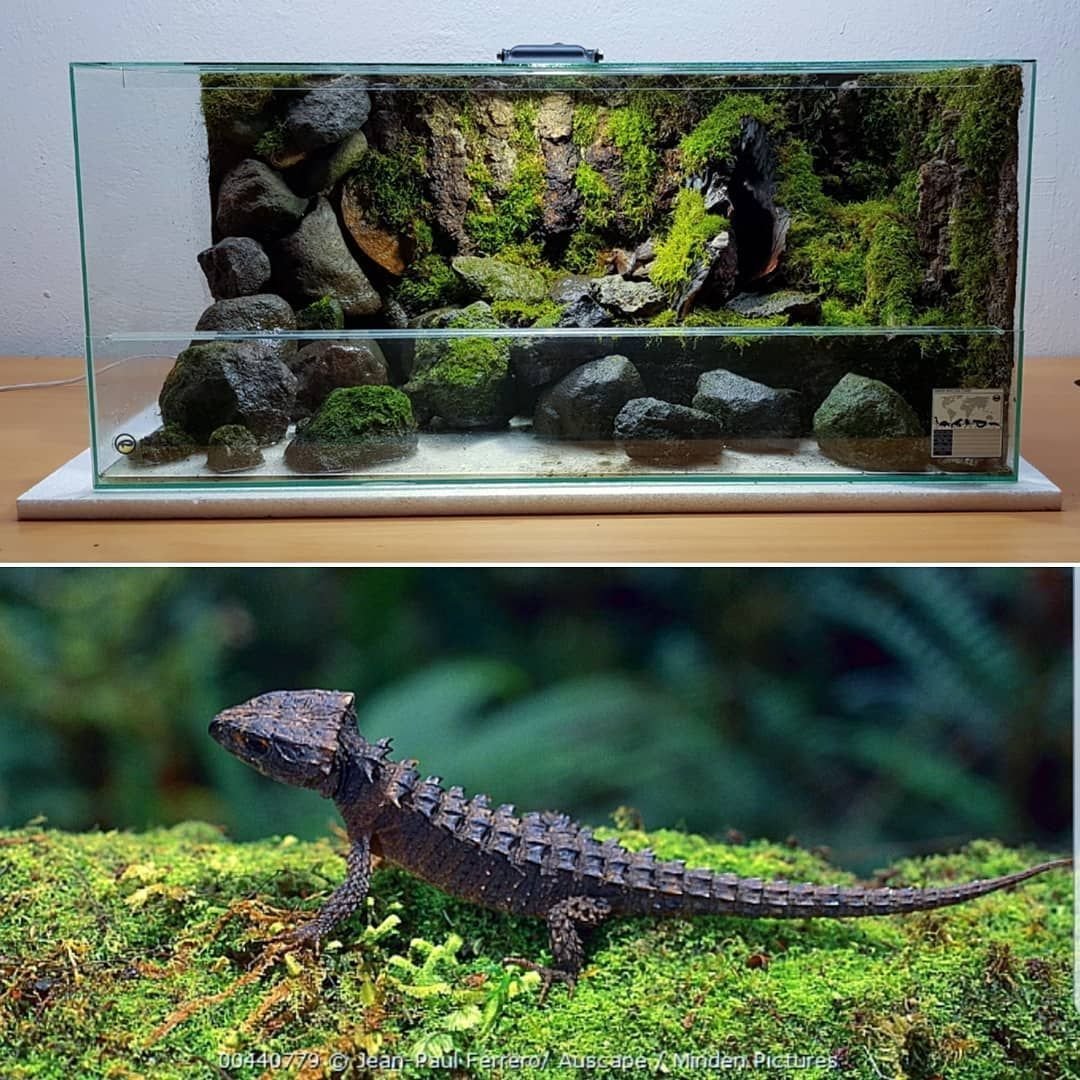 Террариум для водяной агамы