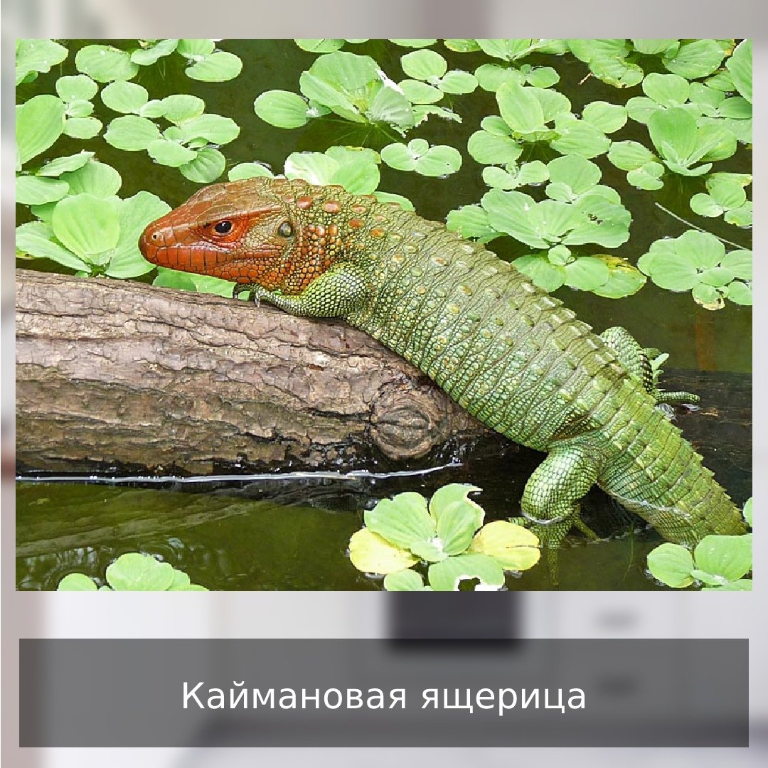 Аксолотль личинка амбистомы