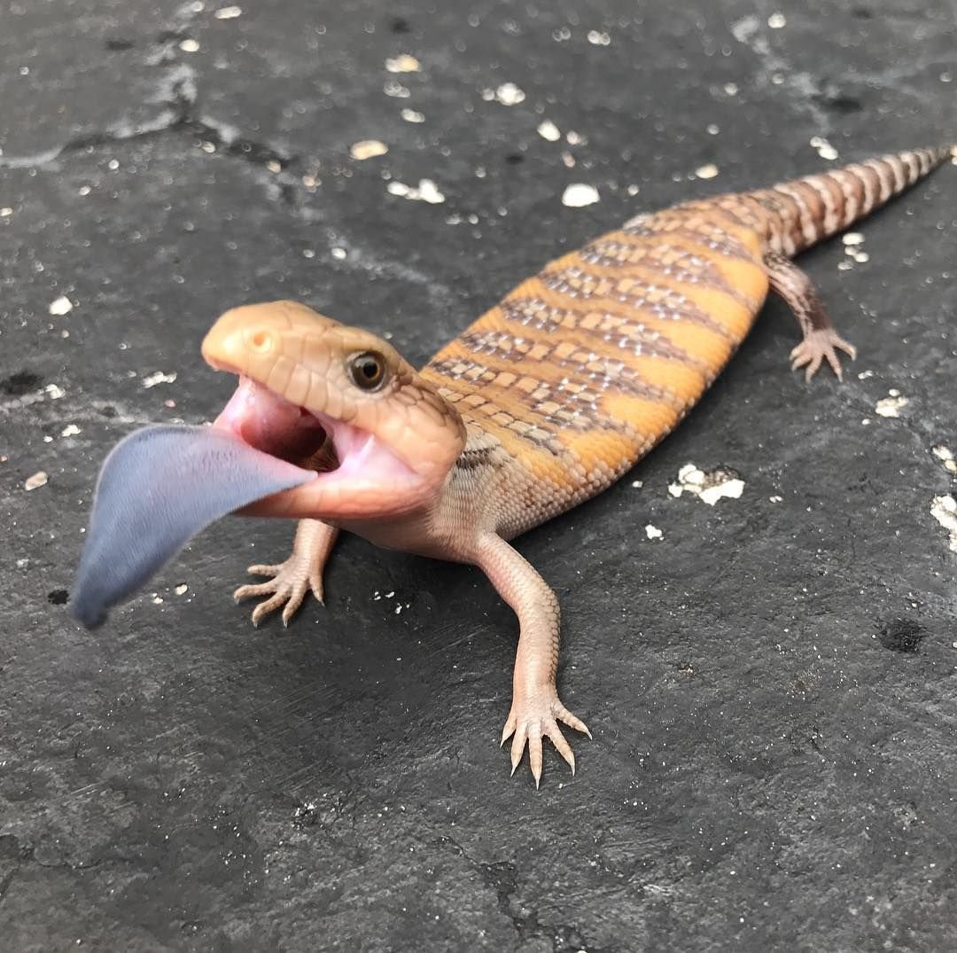 Ящерица бородатая агама