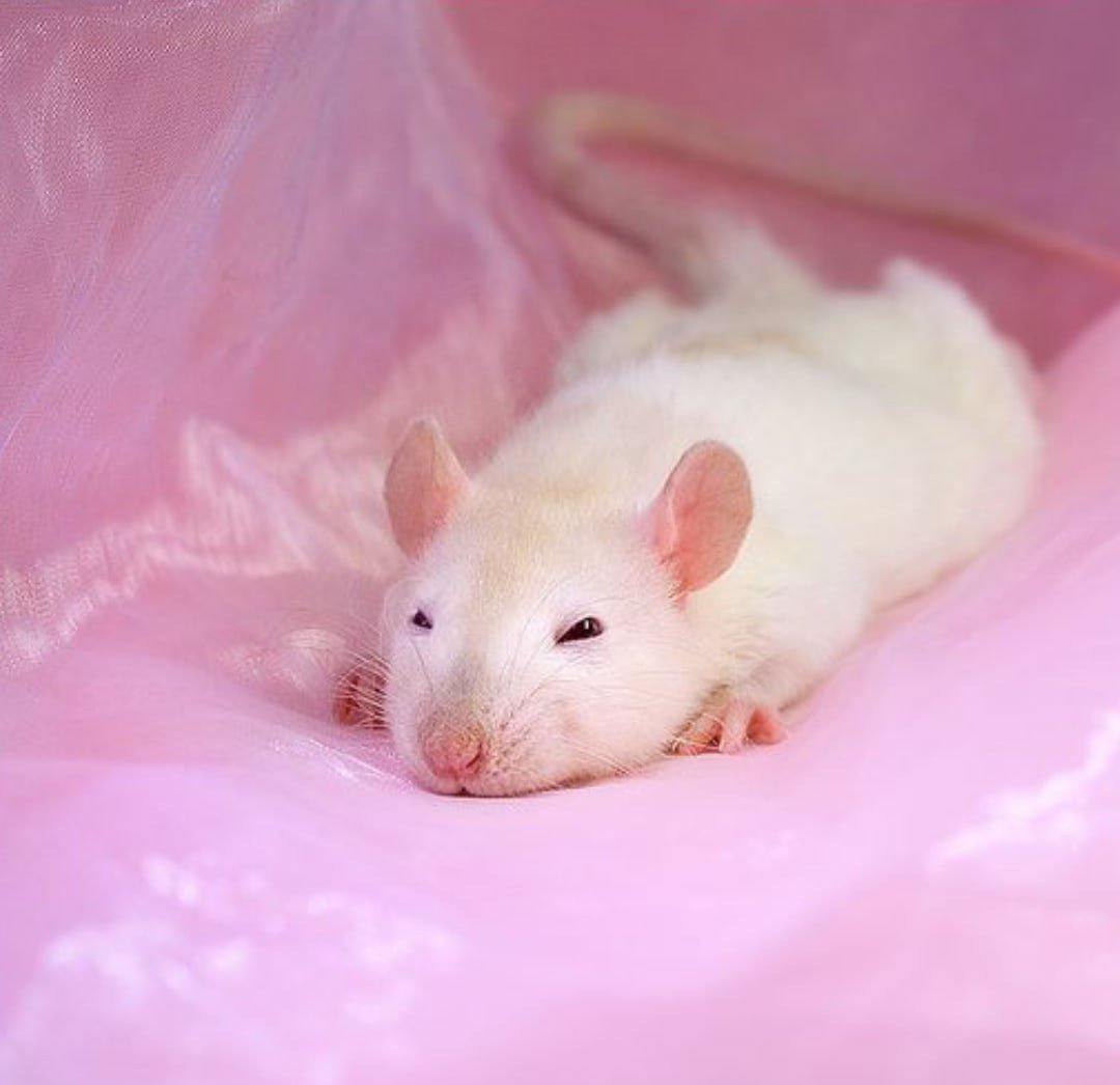 Кот и крыса