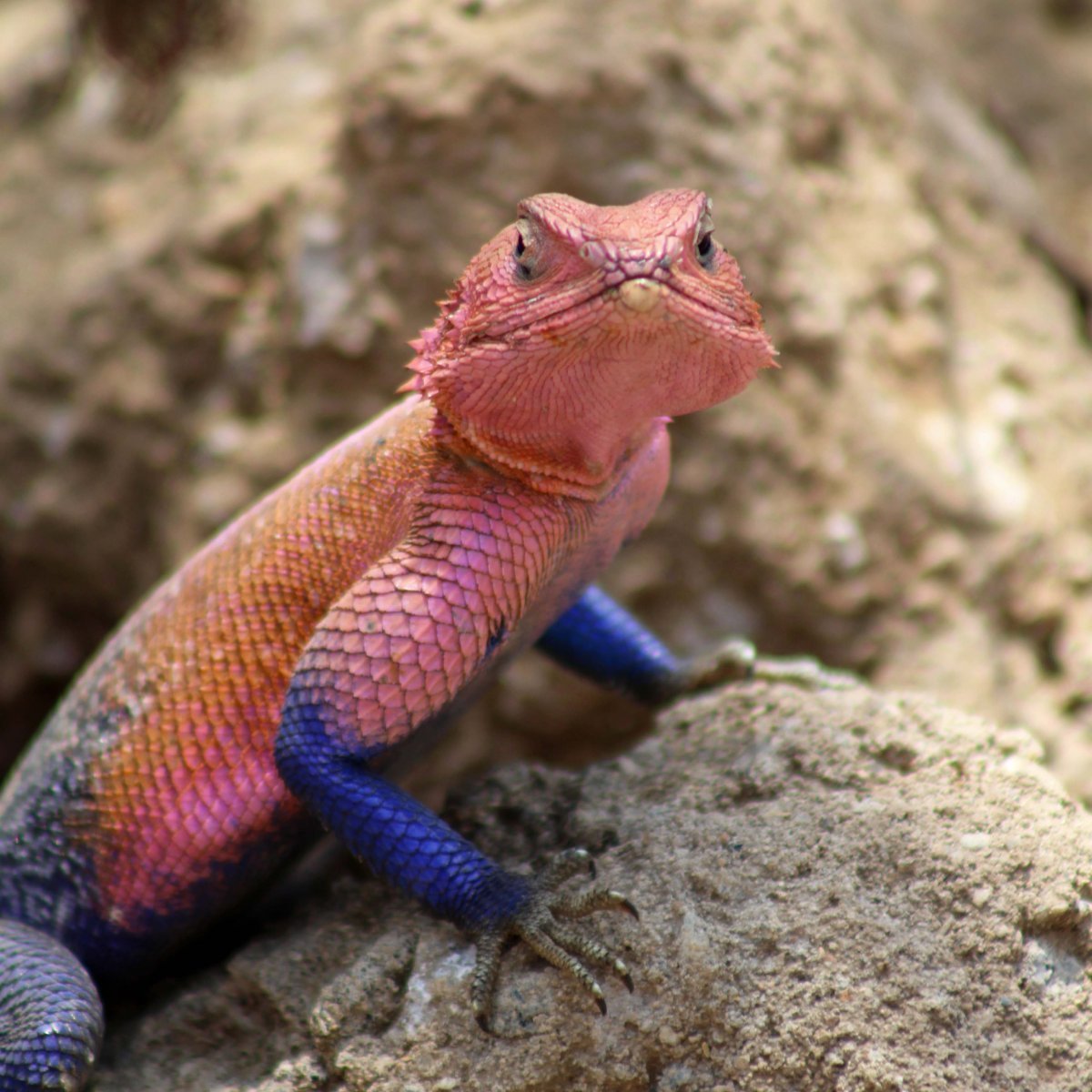 Голубой Варан ящерица