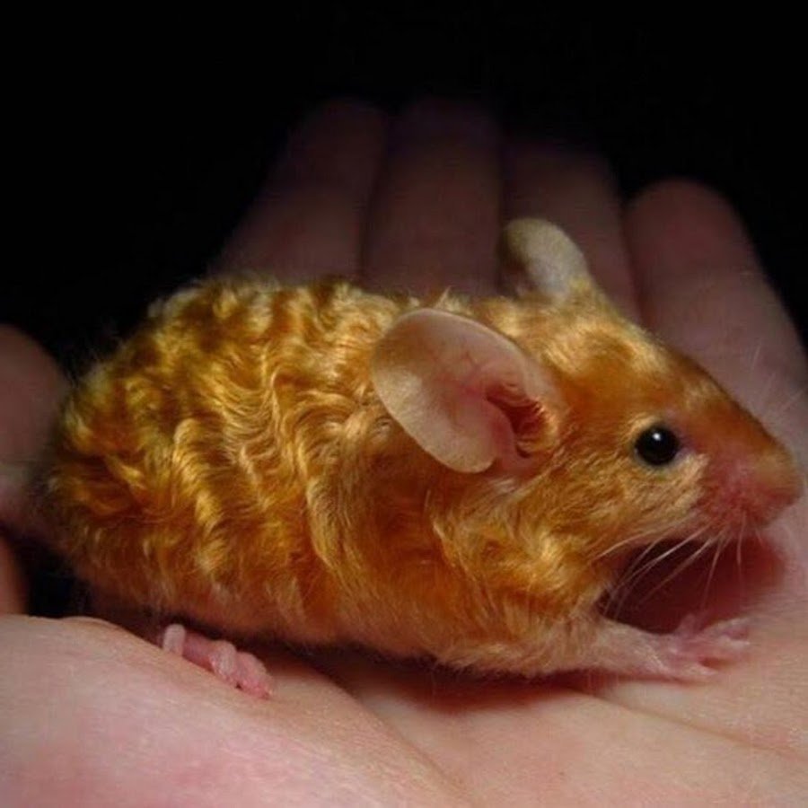 Мышиная возня