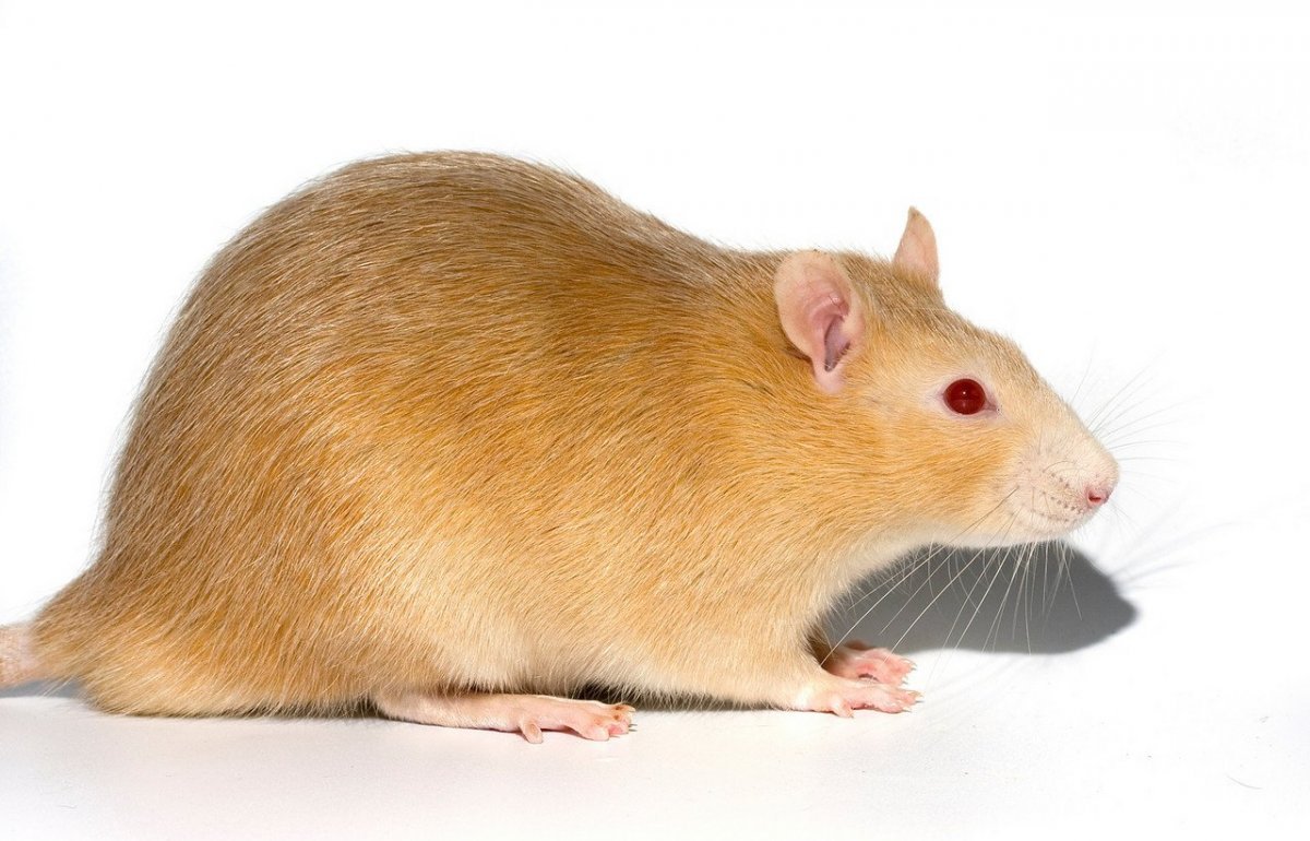 Рыжие крысята Дамбо