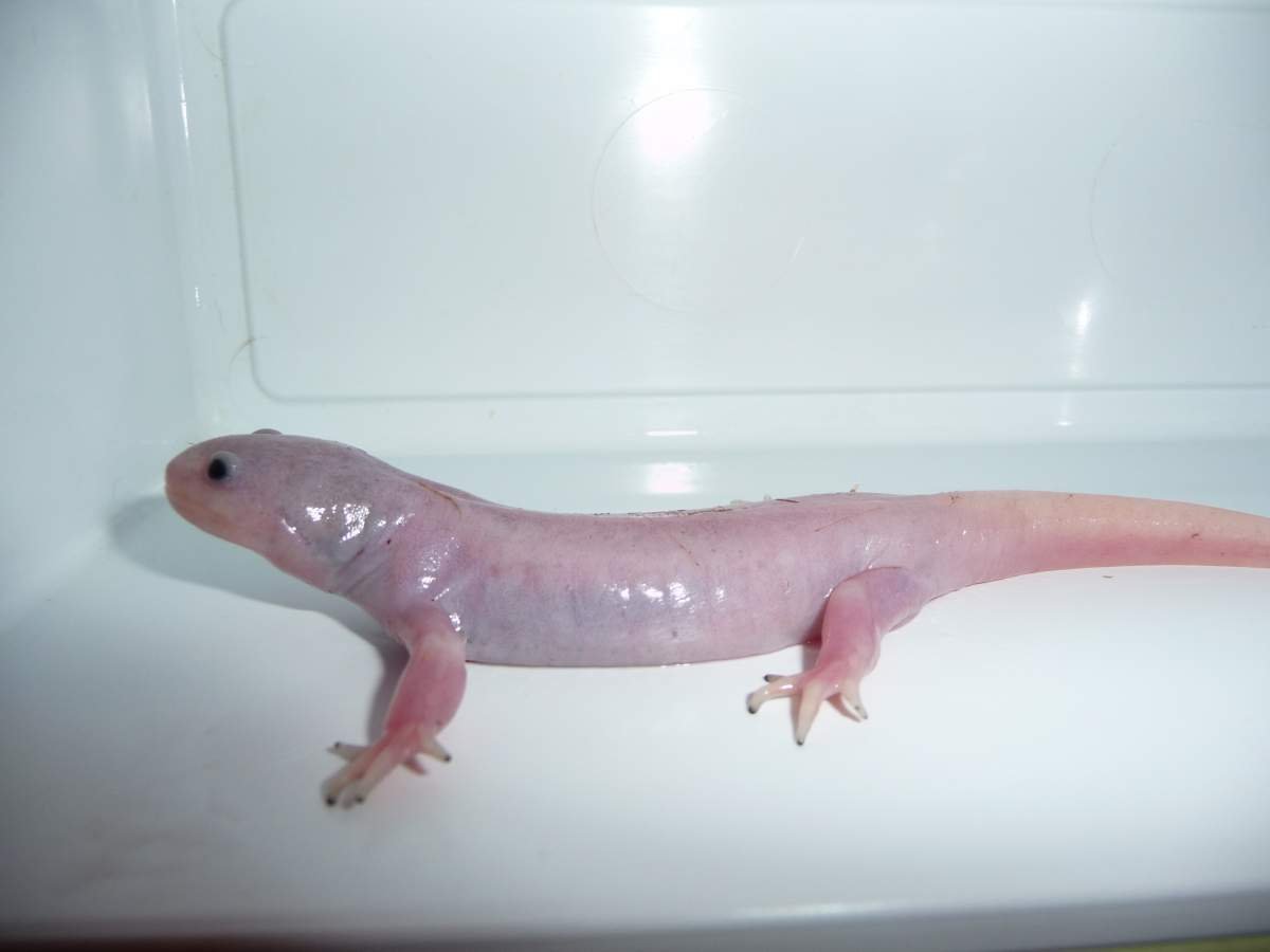 Глазчатая ящерица