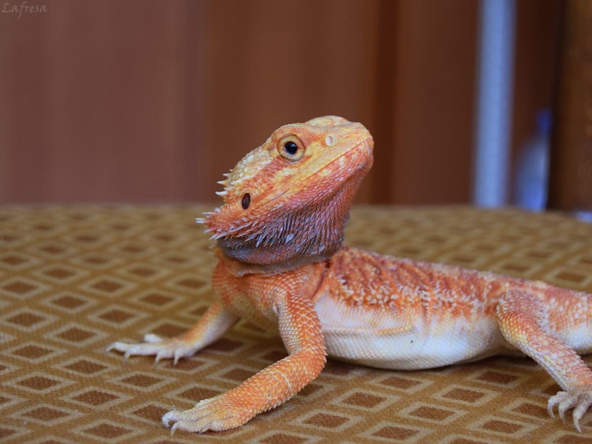 Бородатая агама дракон