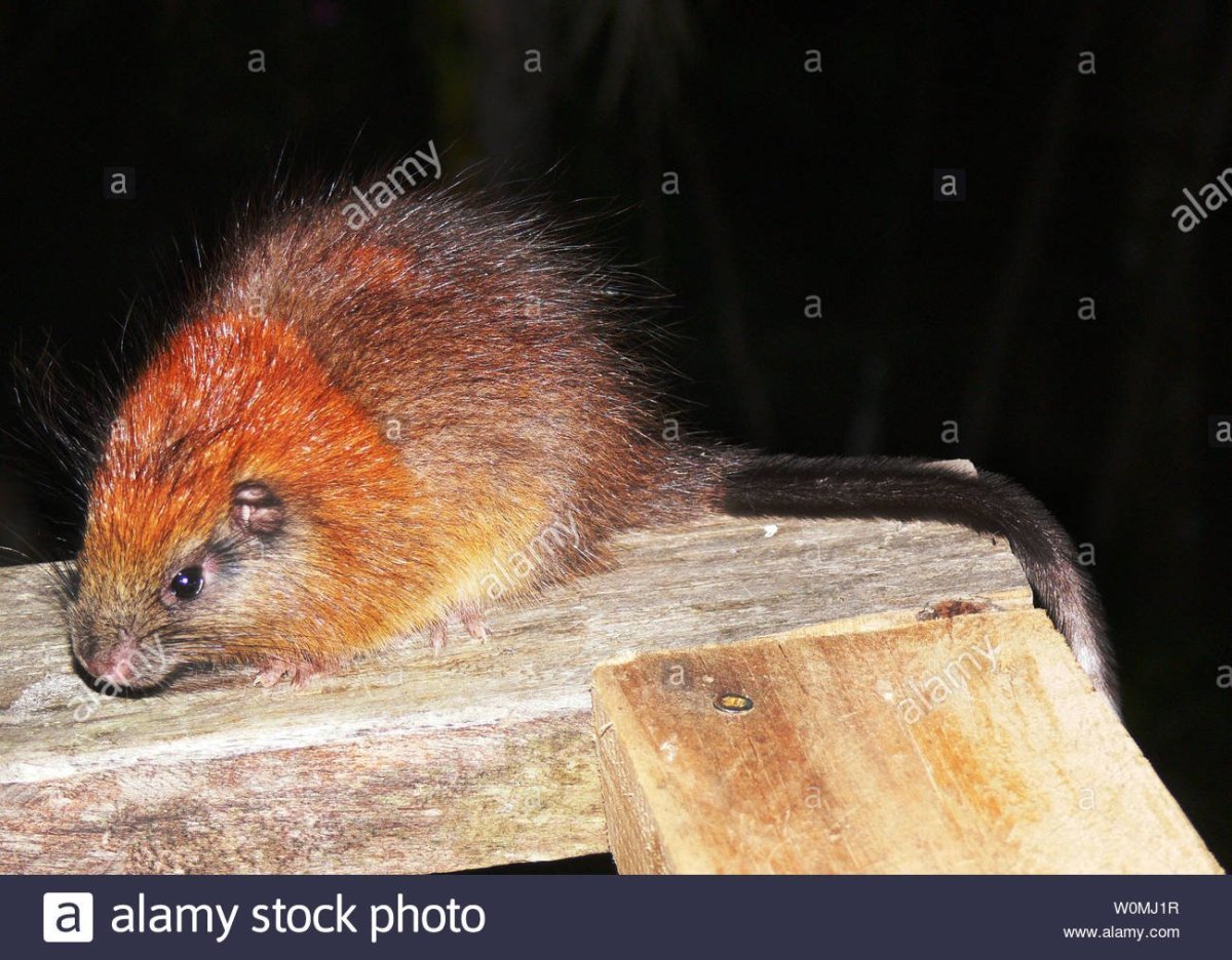 Рыжая крыса декоративная