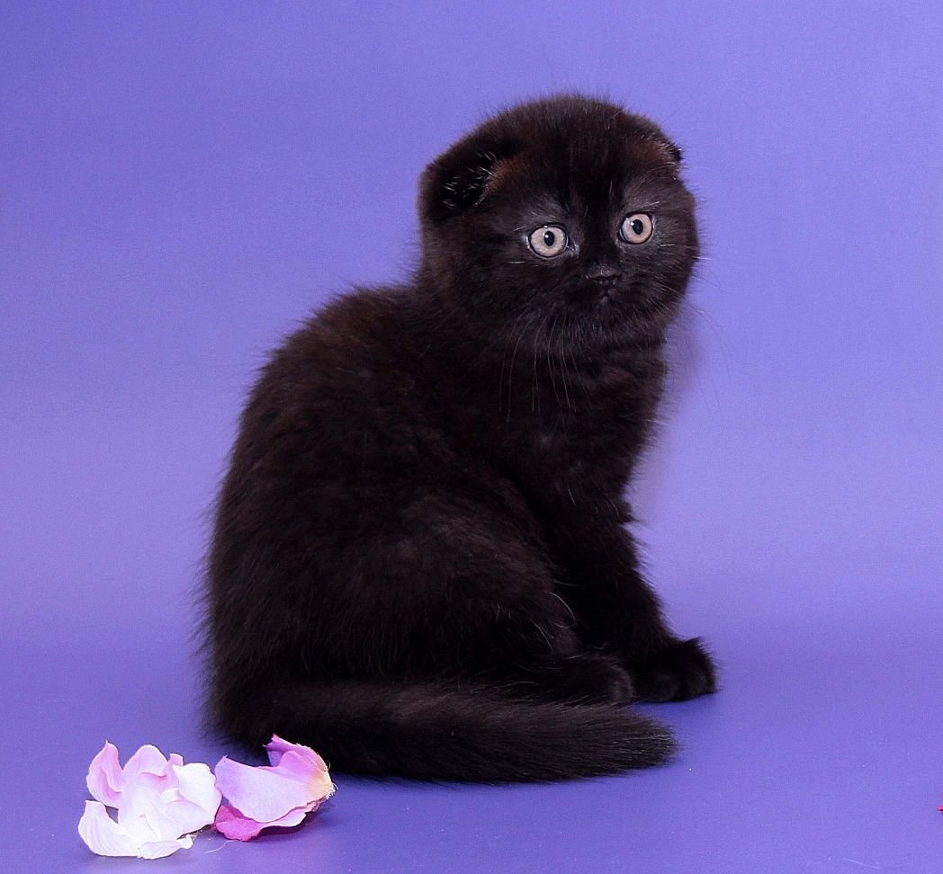 Шотландская вислоухая кошка черная