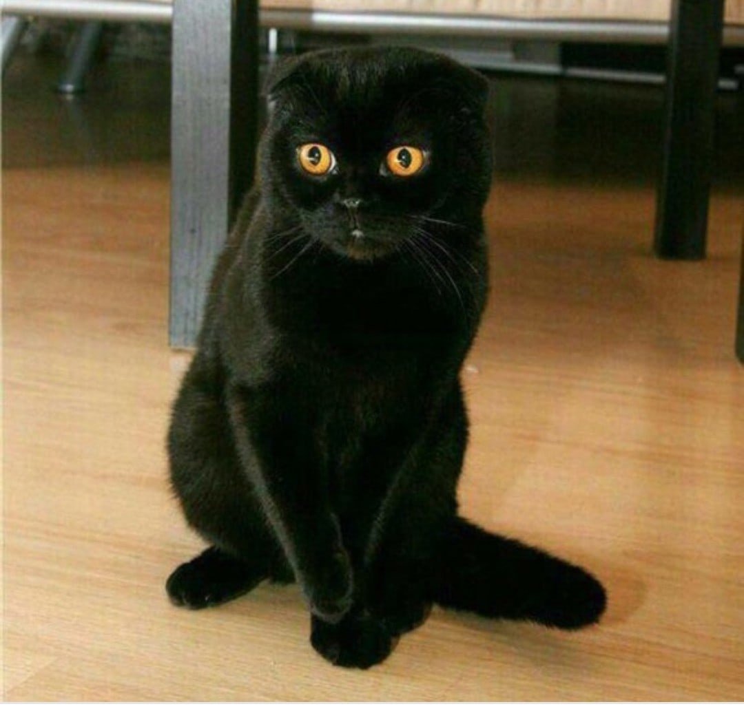 Шотландский вислоухий кот черный