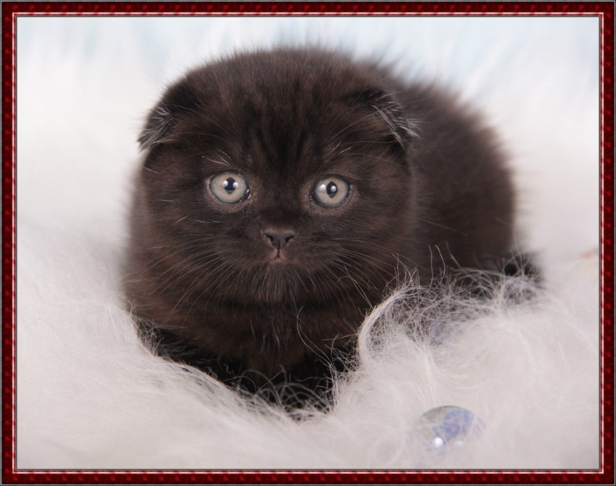 Скоттиш-фолд Шотландская вислоухая кошка черная