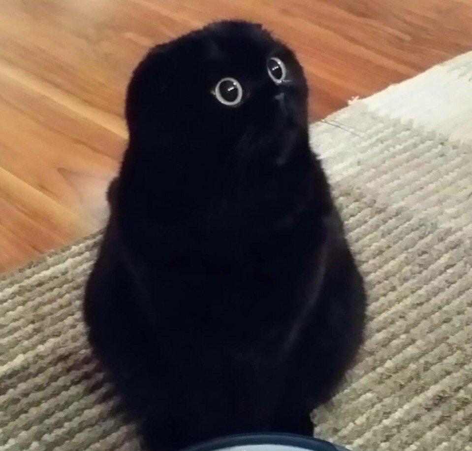 Шотландский вислоухий кот черный