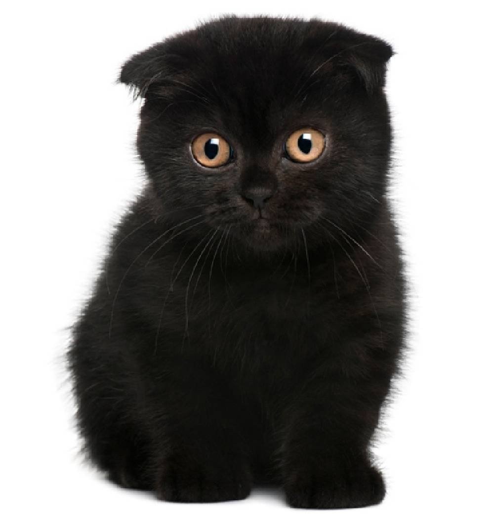 Шотландский скоттиш фолд черный