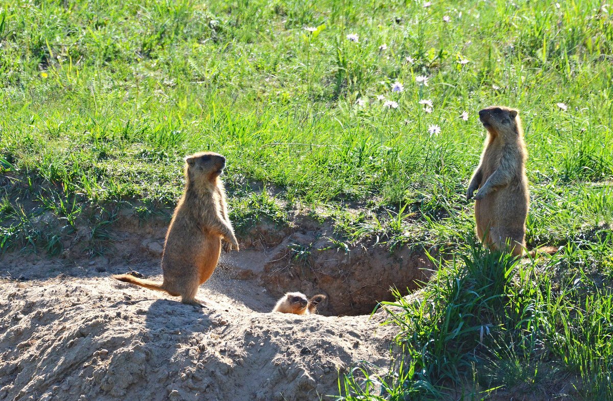 Сурок Байбак Сенгилеевские горы