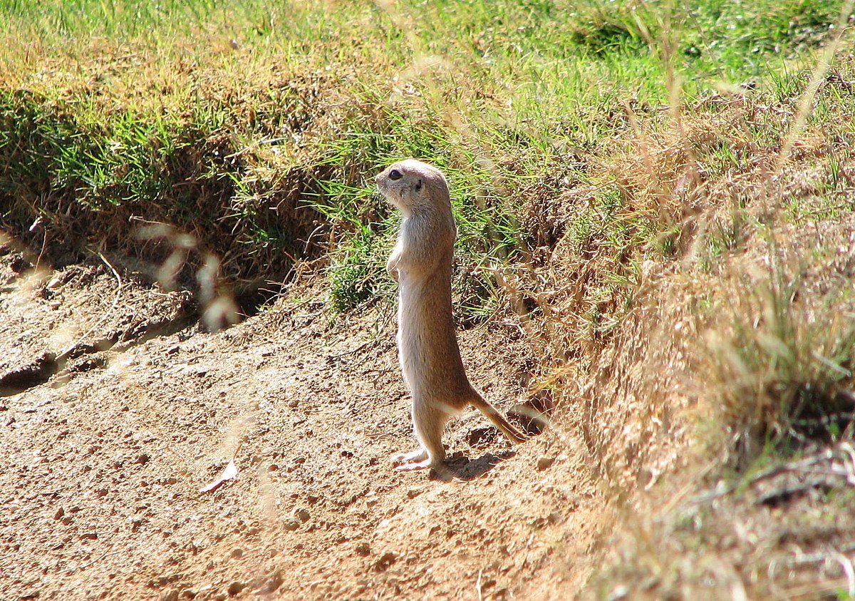 Суслик в норке