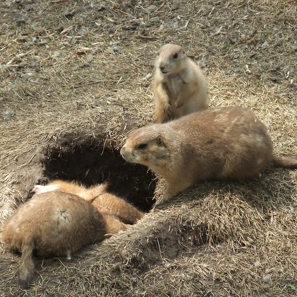 Байбак Нора