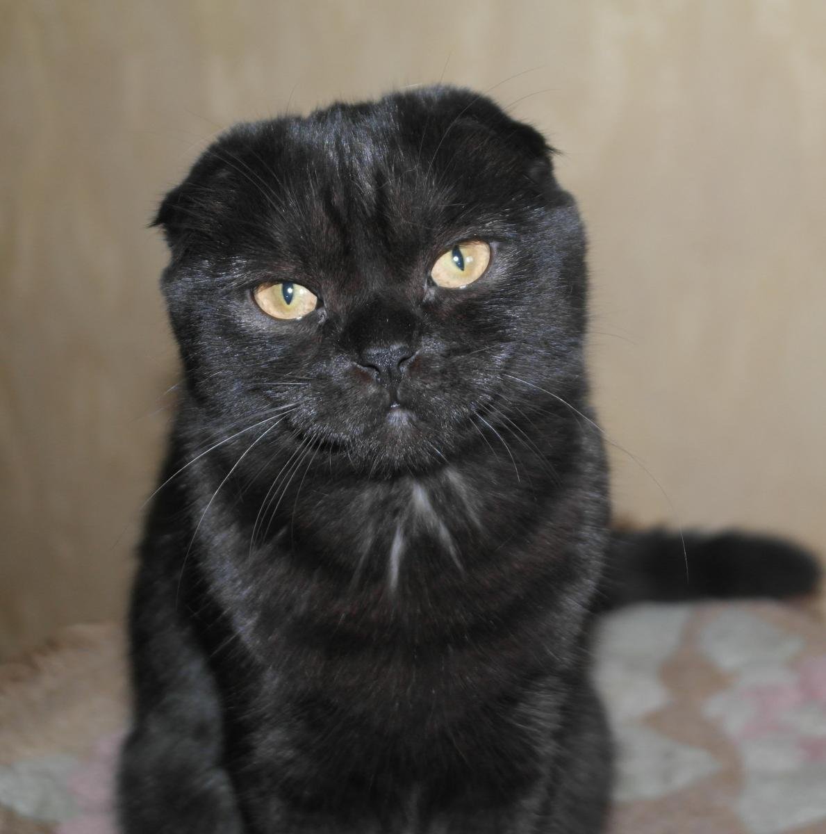 Черные Шотландские вислоухие котята