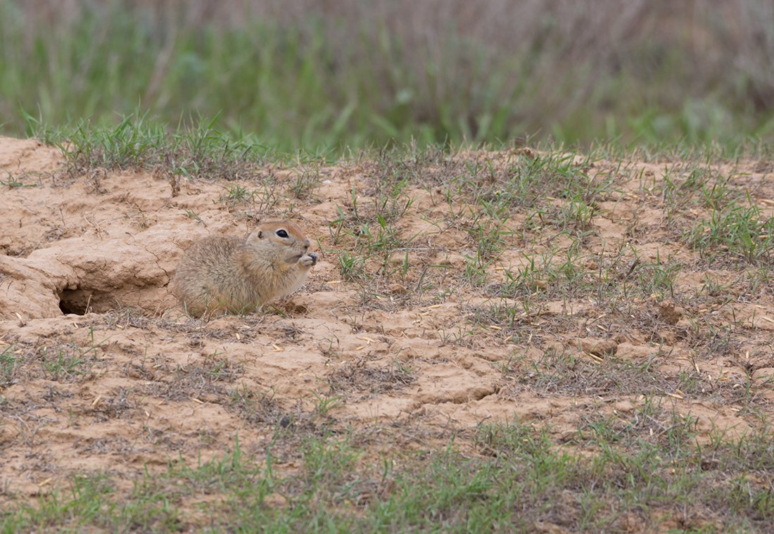 Нора суслика