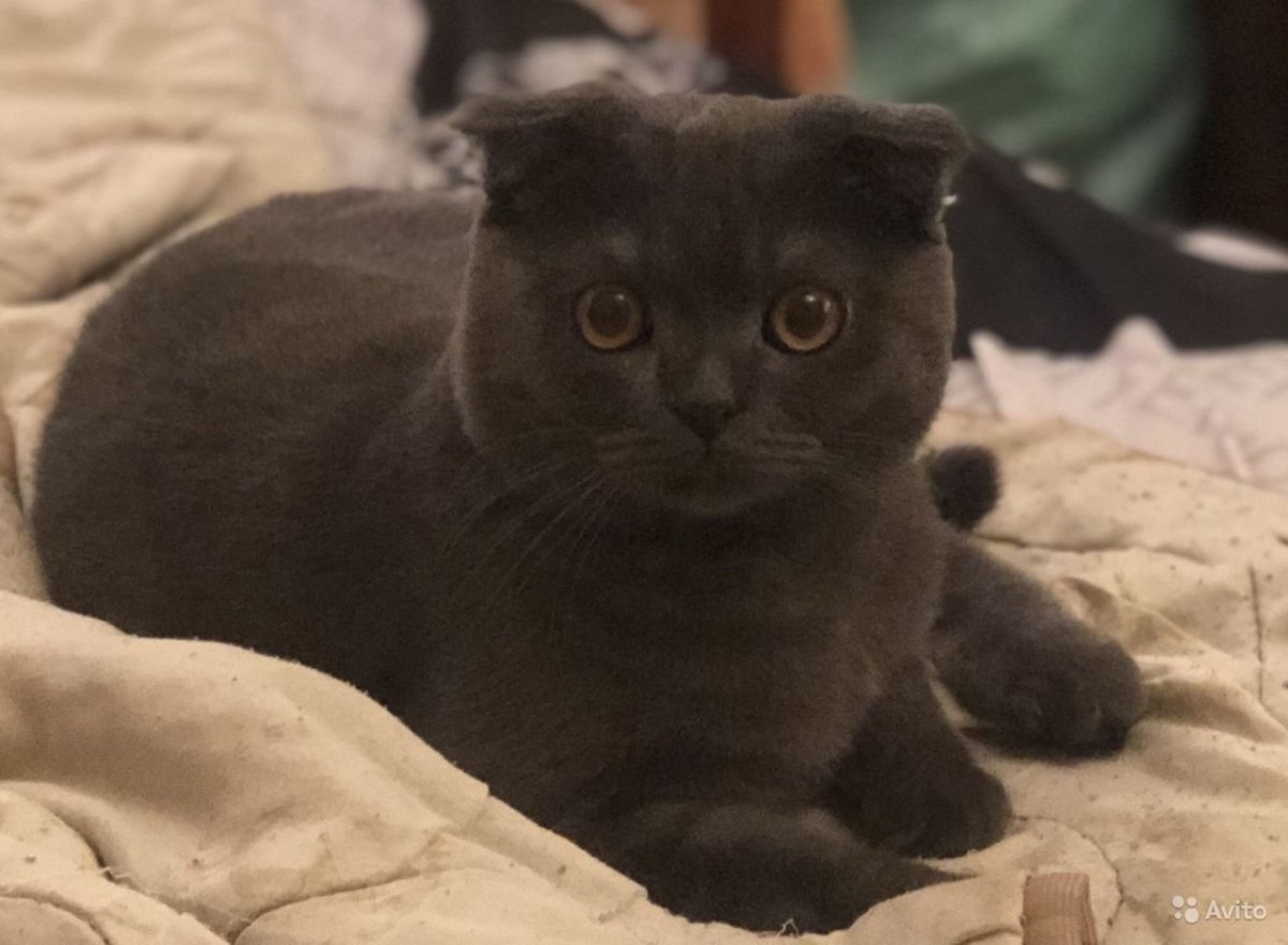 Скоттиш фолд котята черные