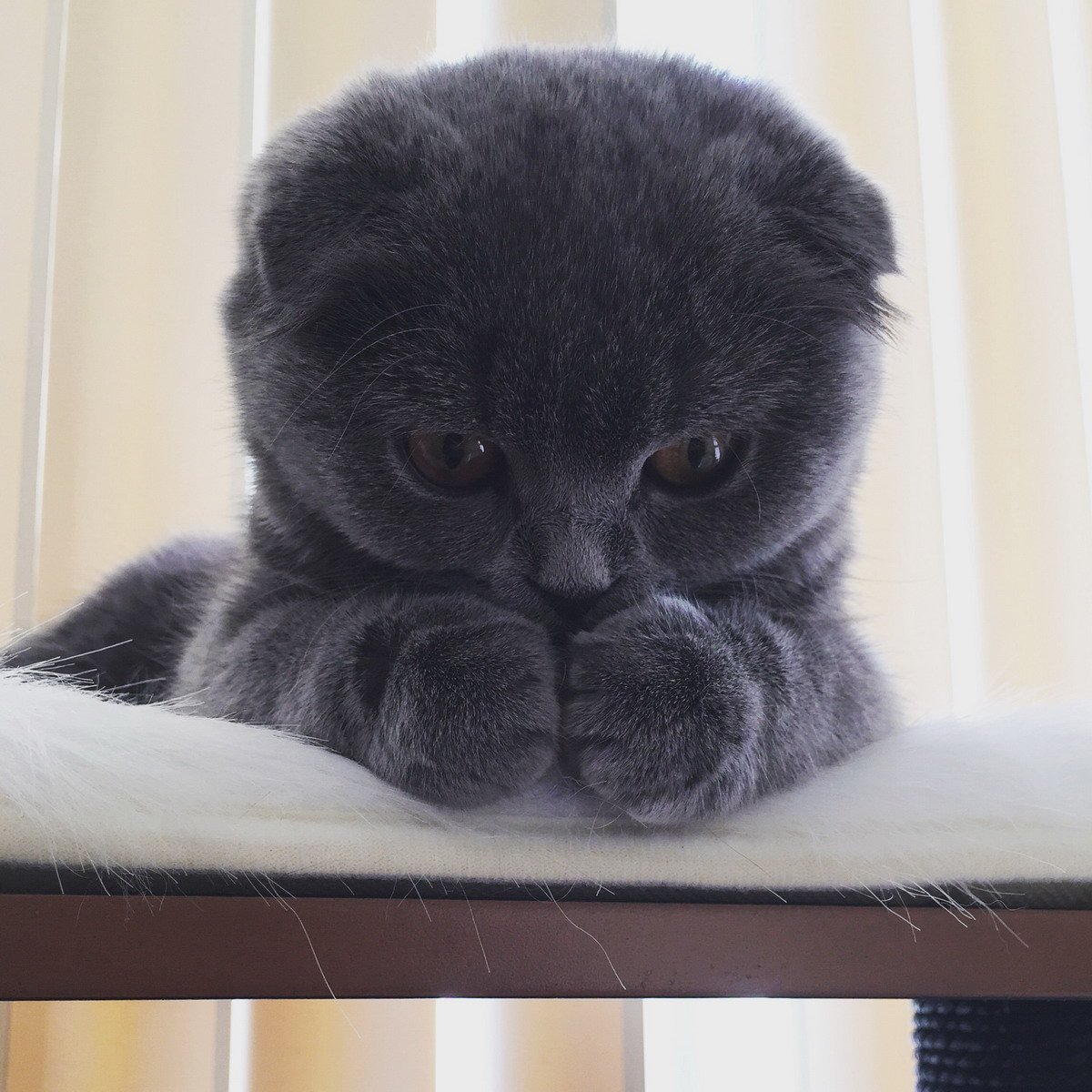 Черные Шотландские вислоухие котята