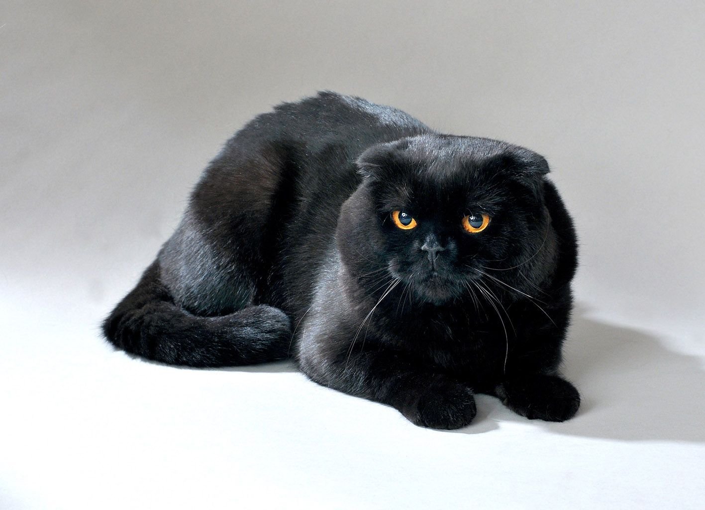 Черная британская вислоухая кошка (59 фото)