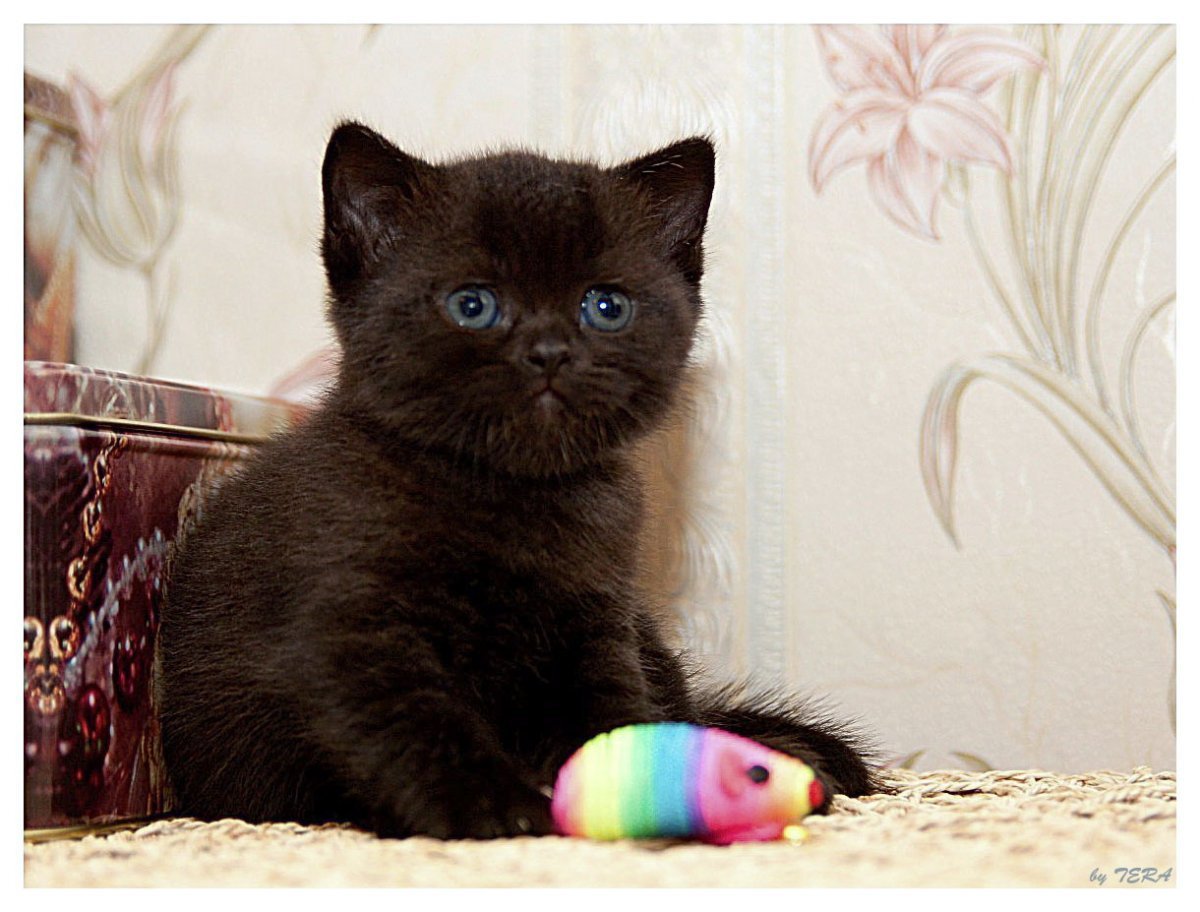 Обиженный котик