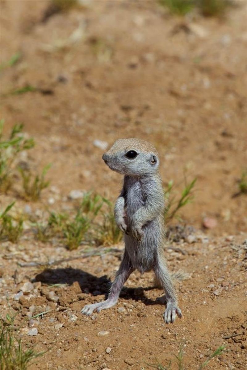 Худые животные