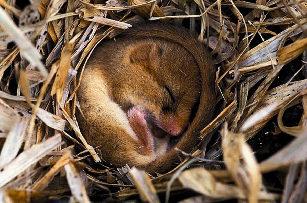 Орешниковая Соня гнездо