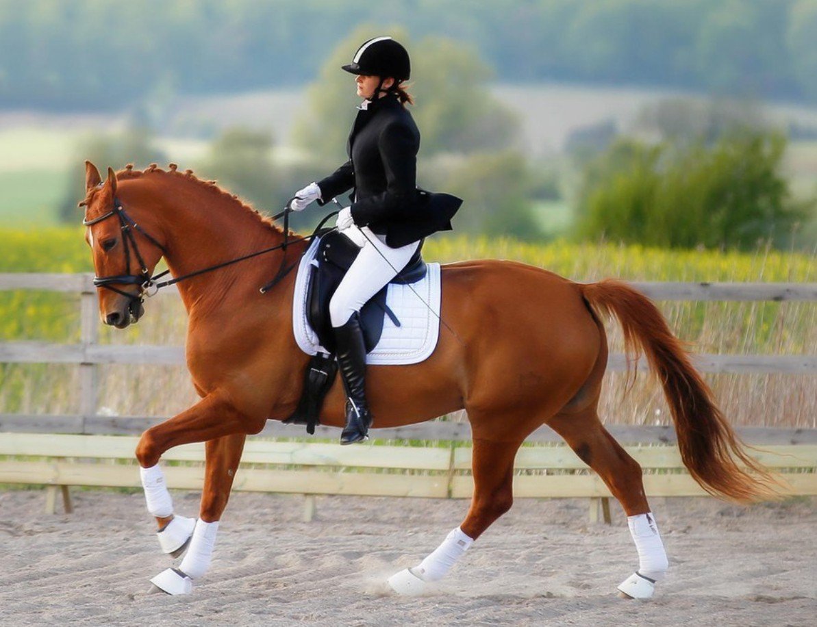 Верховая езда конный спорт