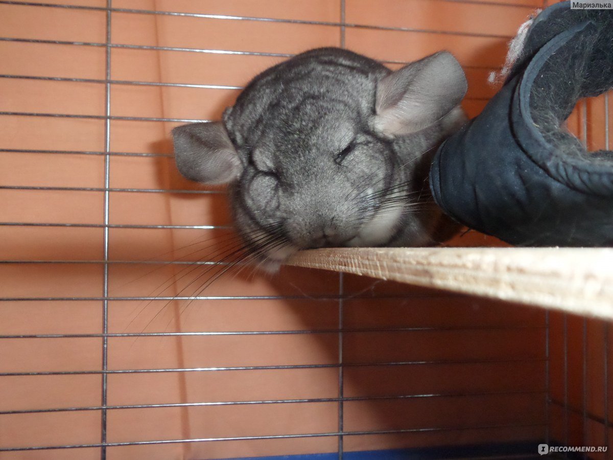 Шиншиллы пара