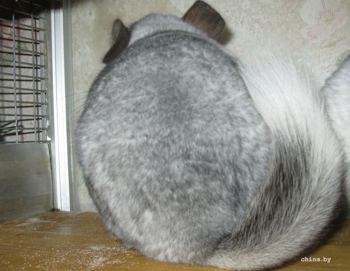 Кусаются ли шиншиллы