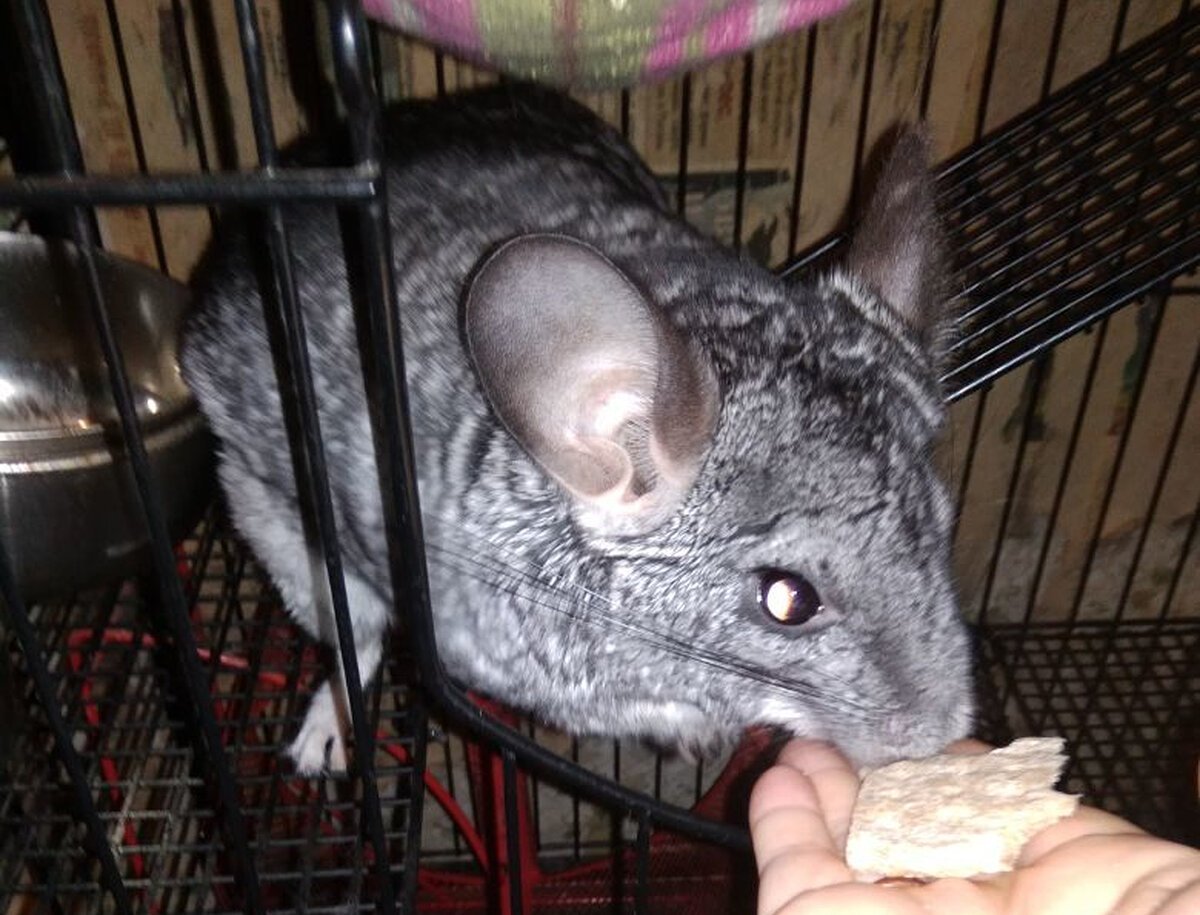 Картинки обезьяна шиншиллы