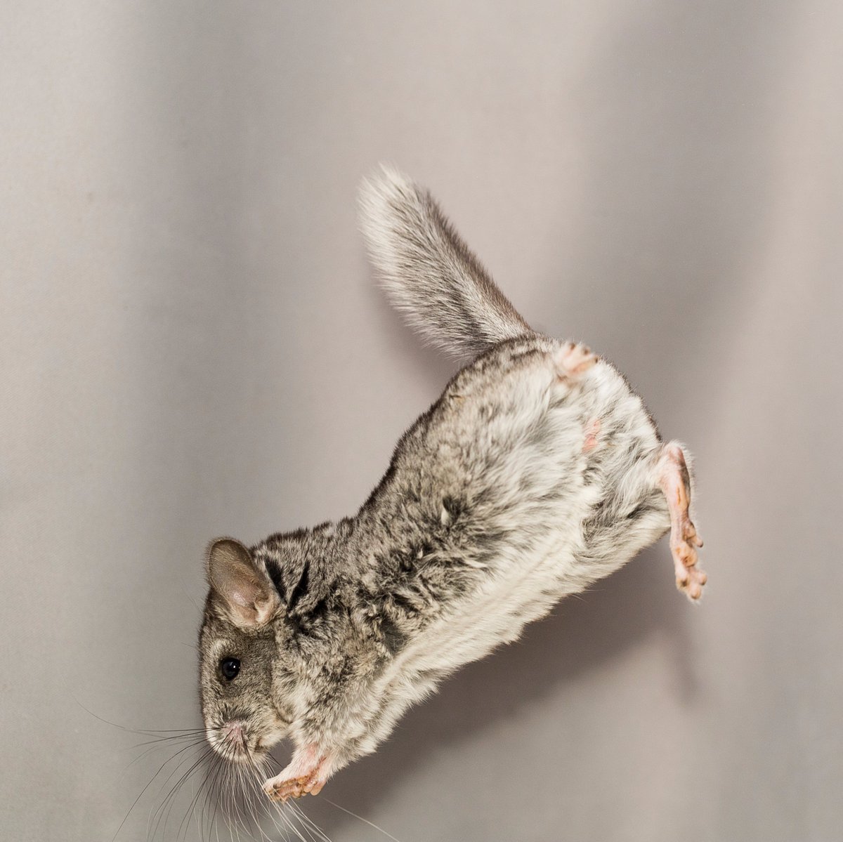 Малокклюзия зубов у шиншилл