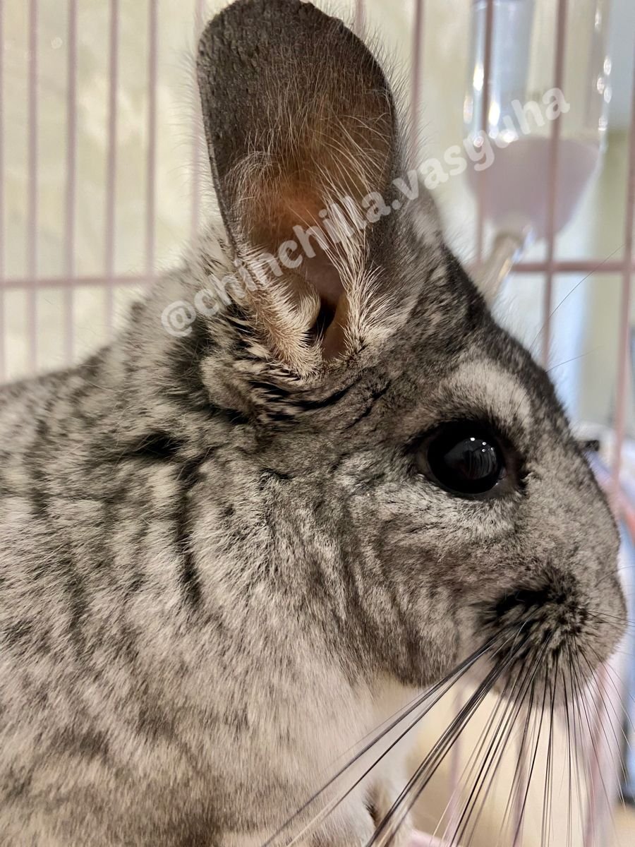 Шиншилла при рождении